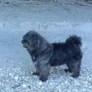 Meet your Posher, Febles